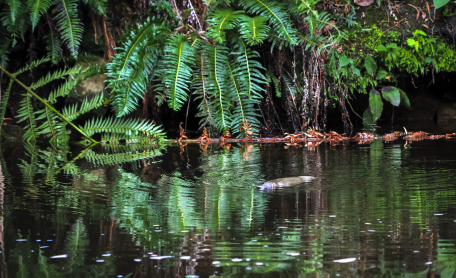 Green rainforest Tasmania platypus 1500 x 930
